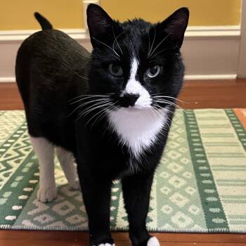 Domestic Short Hair Cats Available for Adoption - Gargamel | PetCurious