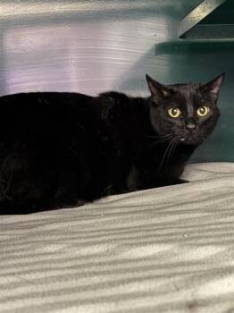 Pharaoh -  Domestic Medium Hair Cat for Adoption in El Paso, Texas - Pharaoh | PetCurious