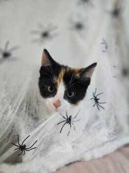 Pumpkin -  Domestic Short Hair Cat for Adoption in Troy, Michigan - Pumpkin | PetCurious
