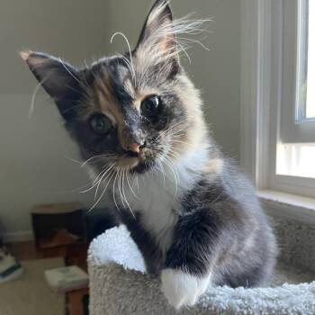 Sunkist26 -  Domestic Long Hair Cat for Adoption in Youngsville, North Carolina - Sunkist26 | PetCurious