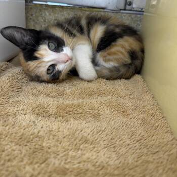 Hermoine -  Domestic Short Hair Cat for Adoption in Goleta, California - Hermoine | PetCurious