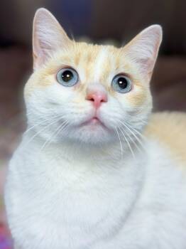 Winter -  Siamese Cat for Adoption in Cornwall, Connecticut - Winter | PetCurious