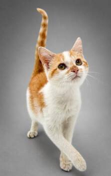 Renick -  Domestic Short Hair Cat for Adoption in Bowling Green, Kentucky - Renick | PetCurious