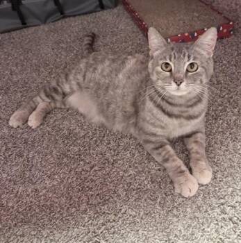 Domestic Short Hair Cats Available for Adoption - Mama Elsa | PetCurious