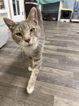 Ragnar -  Domestic Short Hair Cat for Adoption in West Mifflin, Pennsylvania - Ragnar | PetCurious