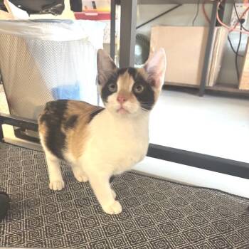Pumpkin -  American Shorthair Cat for Adoption in Freeport, Florida - Pumpkin | PetCurious