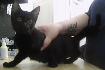 Domestic Short Hair Cats Available for Adoption in Dayton, Minnesota - Phoebe | PetCurious