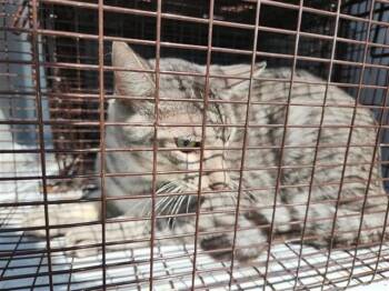 A661172 -  Domestic Short Hair Cat for Adoption in Houston, Texas - A661172 | PetCurious