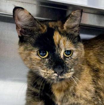Lola (AO37189) -  Tortoiseshell Cat for Adoption in Kansas City, Kansas - Lola (AO37189) | PetCurious