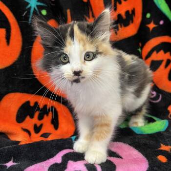 Towhee -  Domestic Long Hair Cat for Adoption in Fairmont, Minnesota - Towhee | PetCurious
