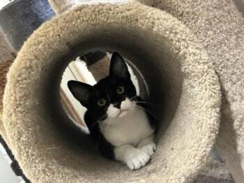 Onyx -  Domestic Medium Hair and Domestic Short Hair Cat for Adoption in New Orleans, Louisiana - Onyx | PetCurious