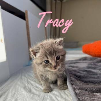 Tracy -  American Shorthair Cat for Adoption in Spring Hill, Kansas - Tracy | PetCurious
