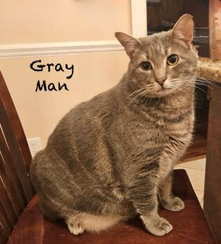 Domestic Short Hair Cats Available for Adoption - Gray Man | PetCurious