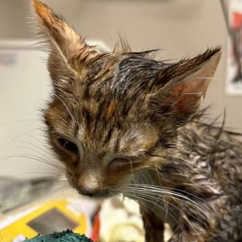 Rescue Domestic Short Hair Cats for Adoption in Yuma, Arizona - Angela | PetCurious