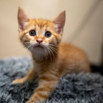 Mayhew -  Domestic Short Hair Cat Available for Adoption in Gainesville, Georgia - Mayhew | PetCurious