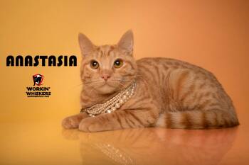 ANASTASIA -  Domestic Short Hair and Tabby Cat for Adoption in Hemet, California - ANASTASIA | PetCurious