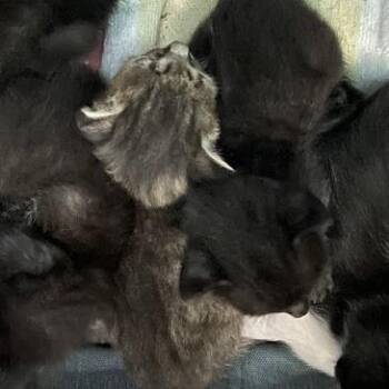 1063-C26 -  Domestic Short Hair Cat for Adoption in Port Charlotte, Florida - 1063-C26 | PetCurious