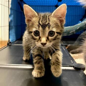 Domestic Short Hair Cats Available for Adoption in Long Beach, California - Kix | PetCurious