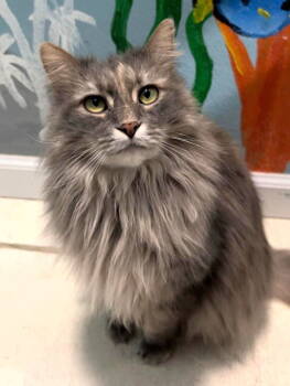 Rescue Domestic Long Hair Cats for Adoption in Colorado Springs, Colorado - Filmina | PetCurious