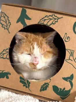 Rescue Domestic Short Hair Cats for Adoption in West Chester, Pennsylvania - Garf | PetCurious