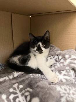 Candace -  Domestic Short Hair Cat for Adoption in Westland, Michigan - Candace | PetCurious