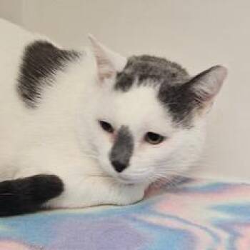 Odin--Adoptable with Bonded Companion, Zeus -  Domestic Short Hair Cat for Adoption in Green Valley, Arizona - Odin--Adoptable With Bonded Companion, Zeus | PetCurious