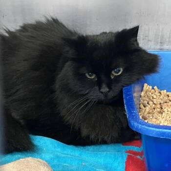 Xena -  Domestic Medium Hair Cat Available for Adoption in Port Charlotte, Florida - Xena | PetCurious