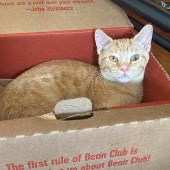 Rescue Domestic Short Hair Cats for Adoption in Chicago, Illinois - Kumquat | PetCurious