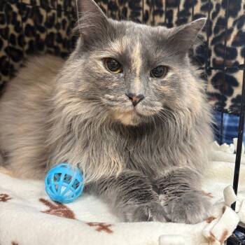 Rescue Domestic Long Hair Cats for Adoption in Buffalo, New York - Clarice | PetCurious