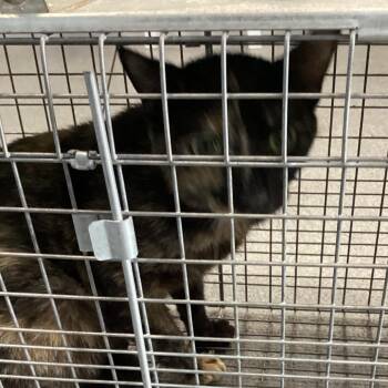 Maya -  Domestic Short Hair Cat for Adoption in Montgomery, Alabama - Maya | PetCurious