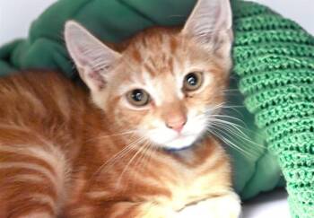 Domestic Short Hair Cats Available for Adoption in Fort Lauderdale, Florida - EREN | PetCurious