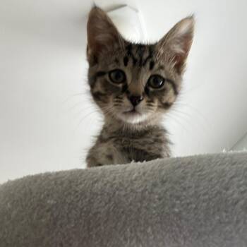 Loafer -  Domestic Short Hair Cat for Adoption in Evanston, Illinois - Loafer | PetCurious