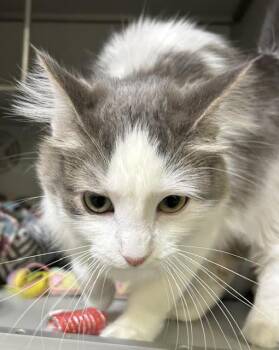 Cookie -  Domestic Medium Hair Cat for Adoption in Dayton, Minnesota - Cookie | PetCurious