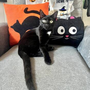 Rescue Domestic Short Hair Cats for Adoption in St. Louis, Missouri - Bottle Rocket | PetCurious