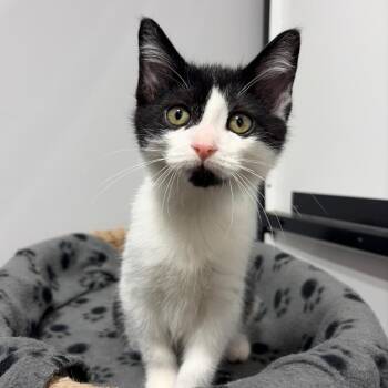 Diva -  Domestic Short Hair Cat for Adoption in Puslinch, Ontario - Diva | PetCurious