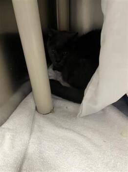 Domestic Short Hair Cats Available for Adoption - Oscar | PetCurious