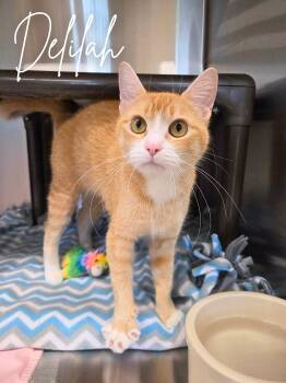 Domestic Short Hair Cats Available for Adoption in Nevada, Iowa - Delilah | PetCurious