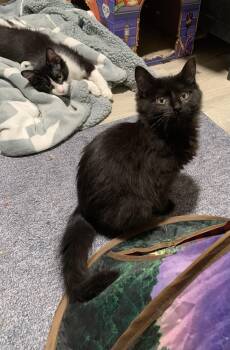 Domestic Long Hair Cats Available for Adoption - Zoe | PetCurious