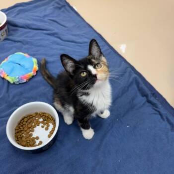 Nemo -  Domestic Short Hair Cat for Adoption in Mebane, North Carolina - Nemo | PetCurious