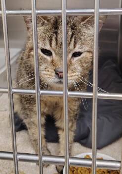 Domestic Short Hair Cats Available for Adoption in Saint Clairsville, Ohio - Jambo | PetCurious
