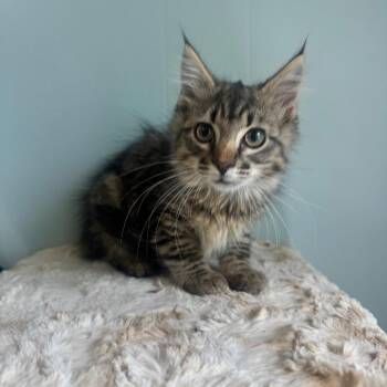 Nora -  Domestic Medium Hair Cat for Adoption in Brownsboro, Alabama - Nora | PetCurious