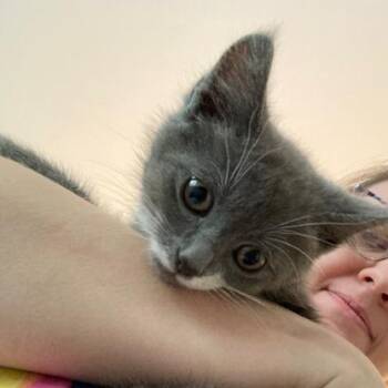 Foggy -  Domestic Short Hair Cat for Adoption in Winston-salem, North Carolina - Foggy | PetCurious