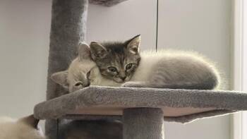 Domestic Short Hair Cats Available for Adoption in Warner Robins, Georgia - Rio | PetCurious