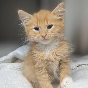 Johnny -  Domestic Short Hair Cat for Adoption in Medford, Oregon - Johnny | PetCurious