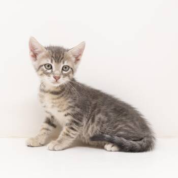 Colin -  Tabby Cat for Adoption in Trophy Club, Texas - Colin | PetCurious