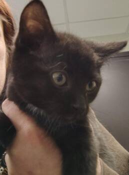 Atlas -  Domestic Short Hair Cat Available for Adoption in Saint Clairsville, Ohio - Atlas | PetCurious