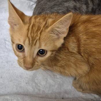 OJ -  Domestic Short Hair Cat for Adoption in Lake Panasoffkee, Florida - OJ | PetCurious