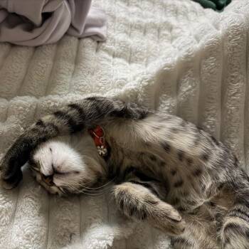 Gummy Bear -  Domestic Short Hair Cat for Adoption in Layton, Utah - Gummy Bear | PetCurious