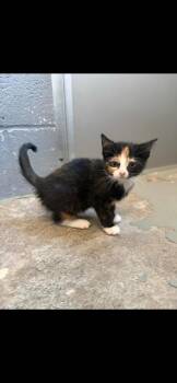 Calico Cats Available for Adoption in Bloomingdale, New Jersey - Honey Dip | PetCurious