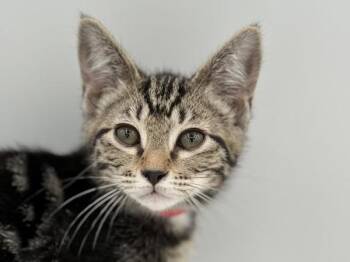 Silvermist -  Domestic Short Hair Cat for Adoption in Portland, Oregon - Silvermist | PetCurious